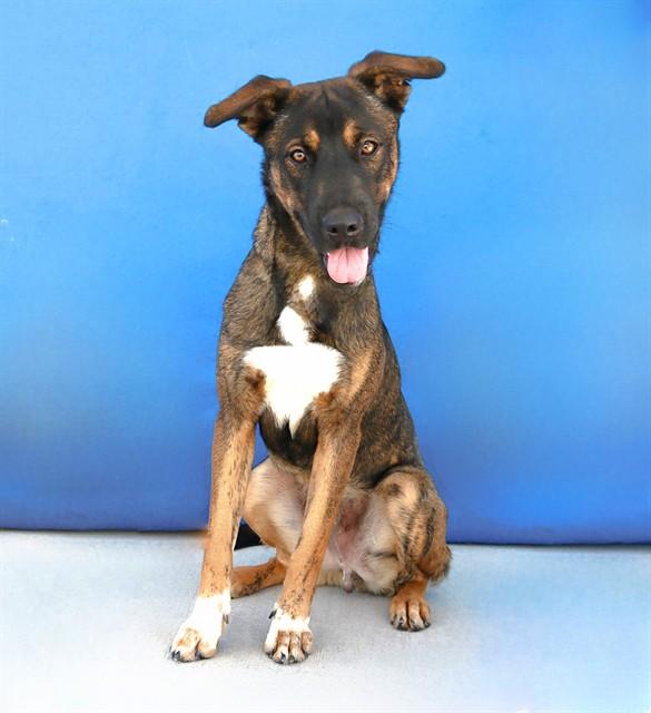 BEAR, Adoptable, Young Male German Shepherd Dog.