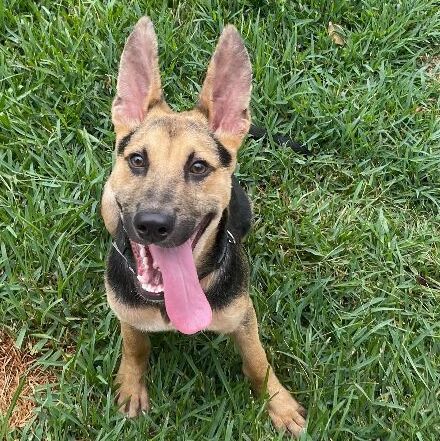 Bobo, Adoptable, Puppy Male German Shepherd Dog.