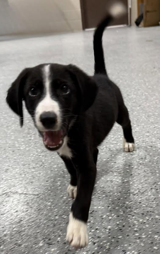 Diesel, Adopted, Puppy Male Border Collie.