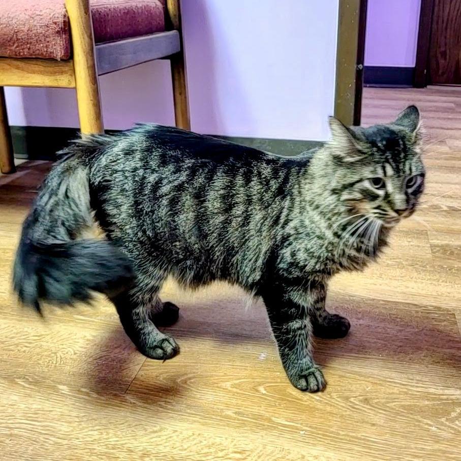 Hidalgo, Adoptable, Adult Male Domestic Medium Hair.