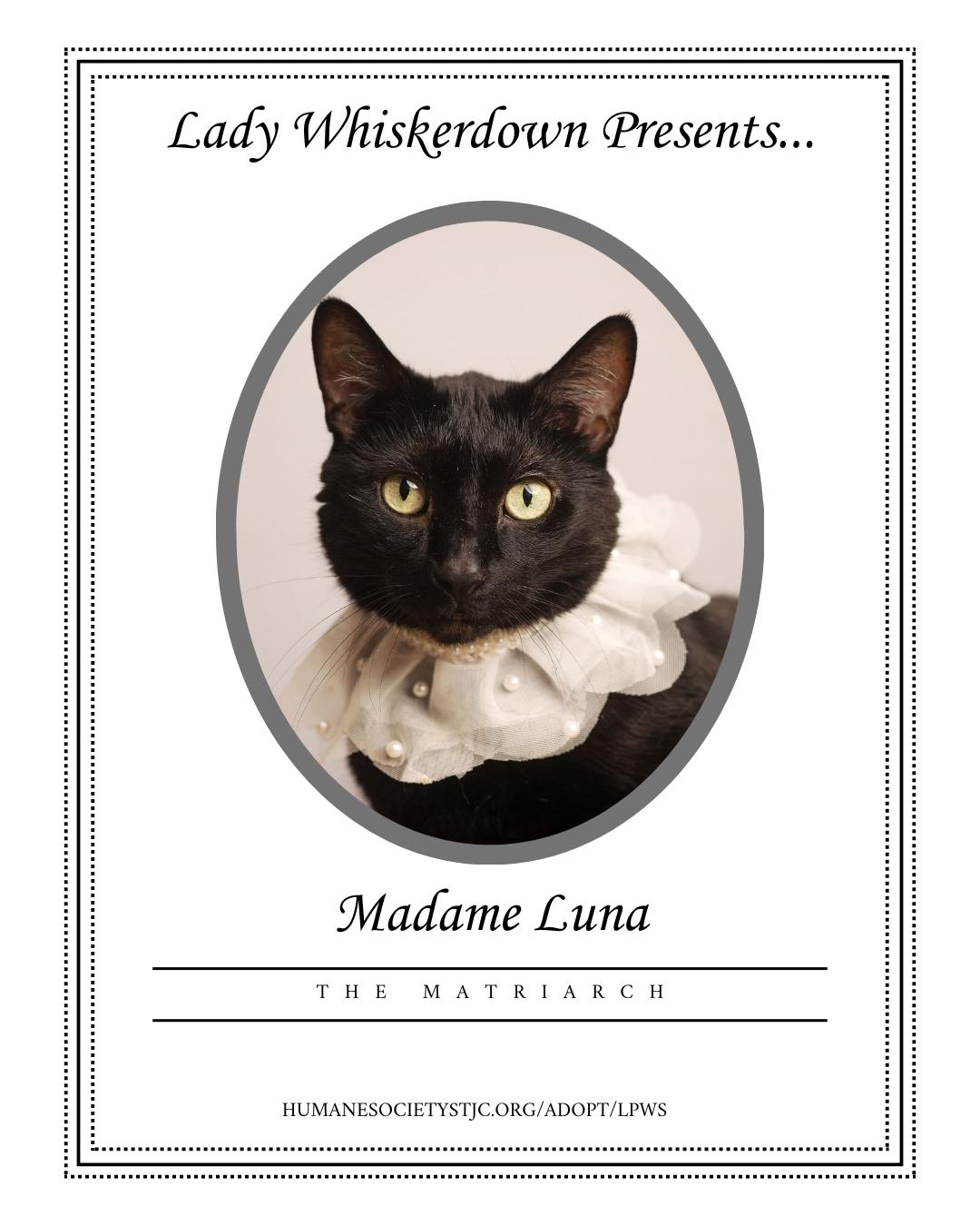 Luna, White Spot, & Peanut, a Adoptable Domestic Short Hair in Mishawaka, IN image 3/5