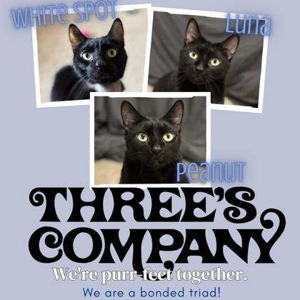 Luna, White Spot, & Peanut