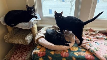 Luna, White Spot, & Peanut