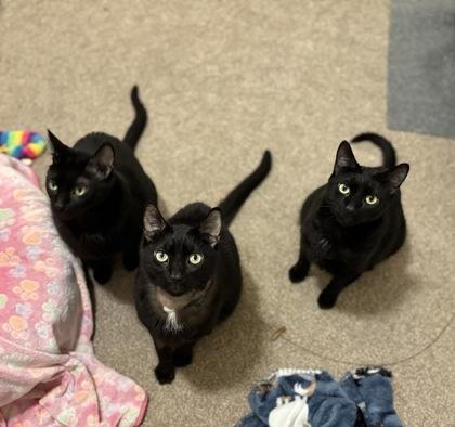 Luna, White Spot, & Peanut