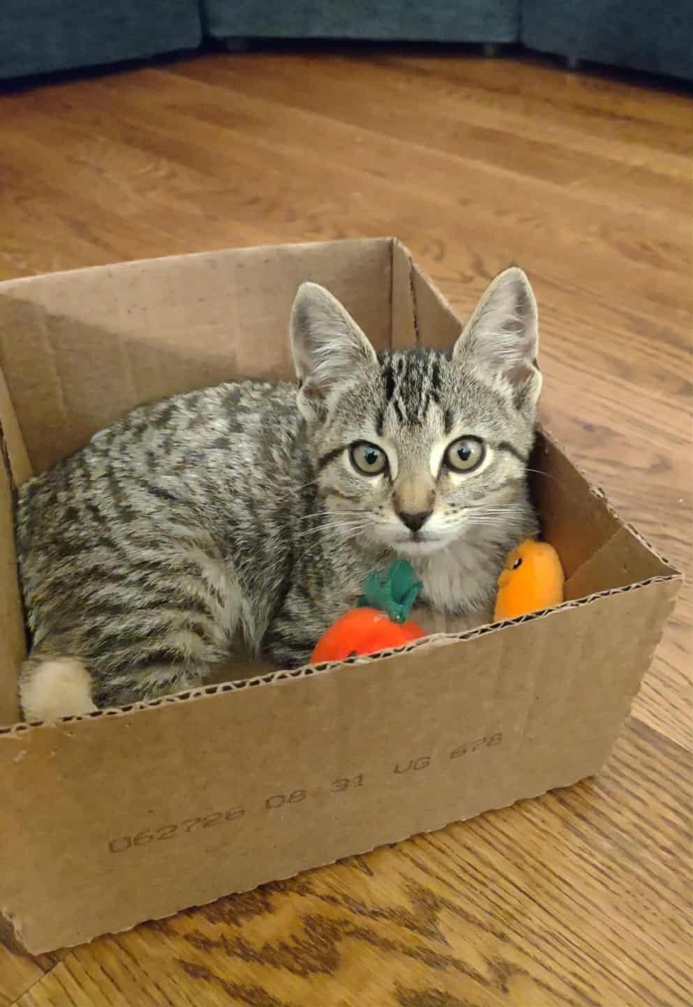 Dexter! , ADOPTABLE, Kitten Male Domestic Short Hair & Tabby.