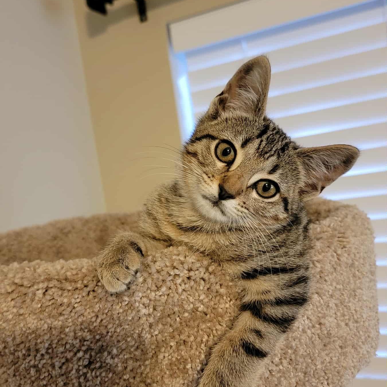 Enlarge Dexter! , a ADOPTABLE mixed breed in Hagerstown, MD image 4/6