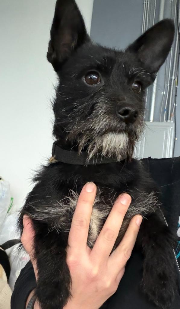 Enlarge Scruffy B, a Adoptable mixed breed in North Syracuse, NY image 1/1