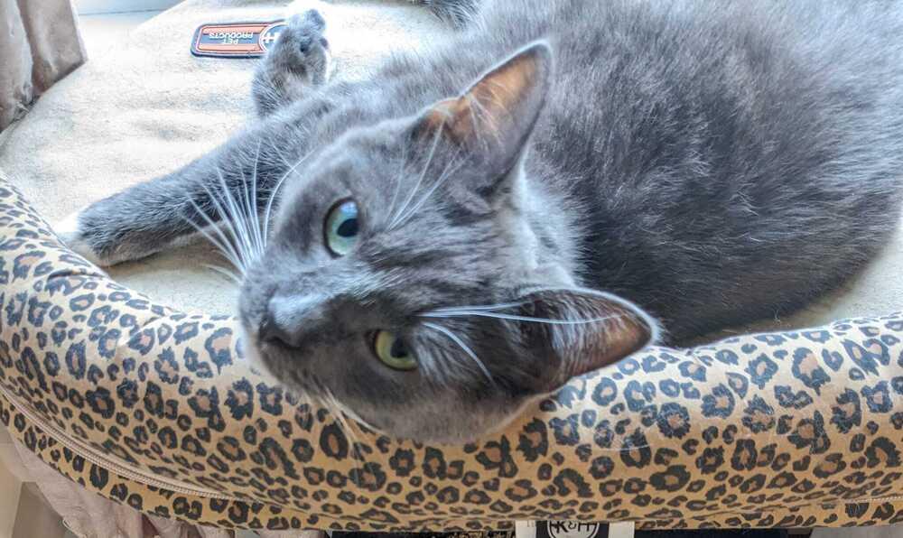 Enlarge Chrome, a Adoptable Domestic Short Hair in Mount Laurel, NJ image 2/6