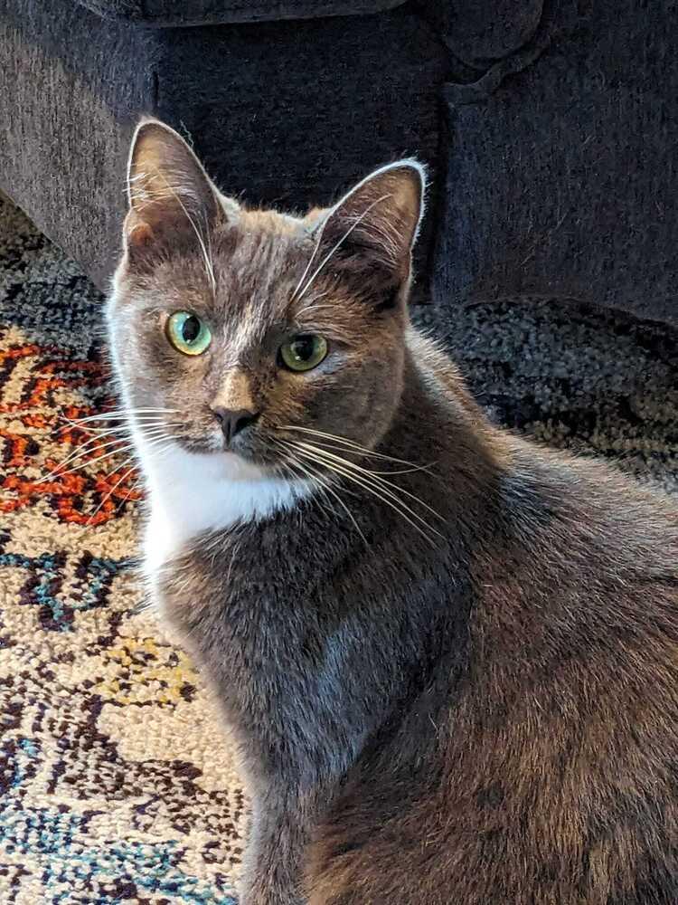 Enlarge Chrome, a Adoptable Domestic Short Hair in Mount Laurel, NJ image 3/6