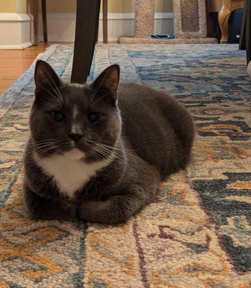 Enlarge Chrome, a Adoptable Domestic Short Hair in Mount Laurel, NJ image 4/6