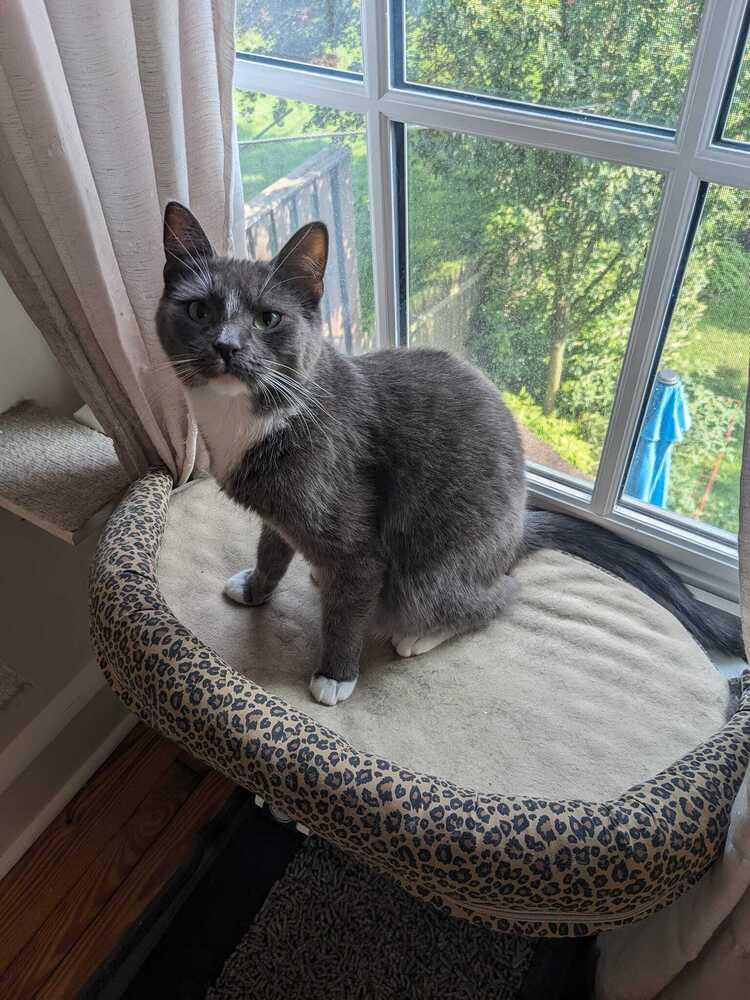 Enlarge Chrome, a Adoptable Domestic Short Hair in Mount Laurel, NJ image 5/6