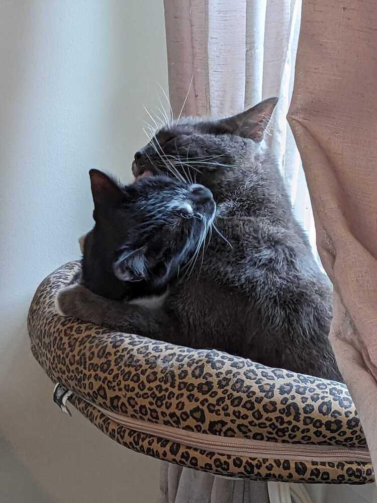 Enlarge Chrome, a Adoptable Domestic Short Hair in Mount Laurel, NJ image 6/6