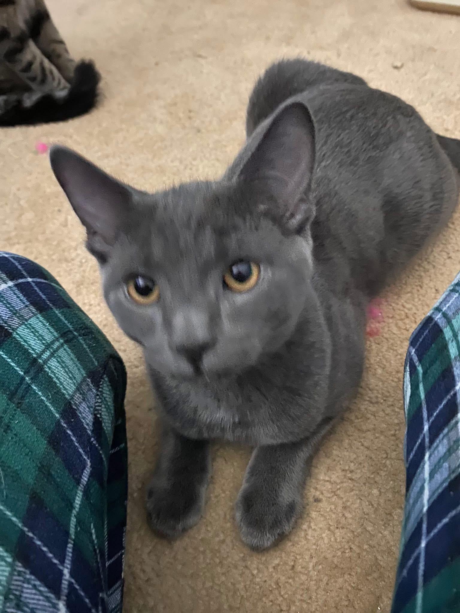 ICARUS, Adoptable, Kitten Male Domestic Short Hair.