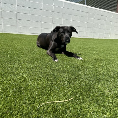 Jade 6419, an adoptable Black Labrador Retriever, Terrier in LOXAHATCHEE, FL, 33470 | Photo Image 4