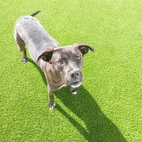 Jade 6419, an adoptable Black Labrador Retriever, Terrier in LOXAHATCHEE, FL, 33470 | Photo Image 5