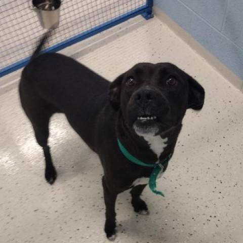 Jade 6419, an adoptable Black Labrador Retriever, Terrier in LOXAHATCHEE, FL, 33470 | Photo Image 2