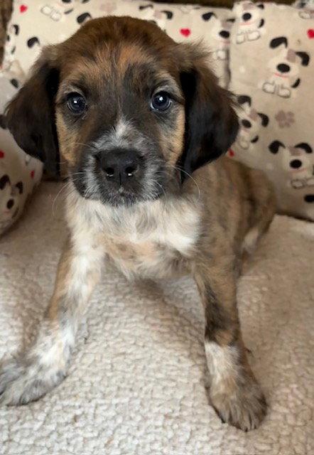 Nash, Adoptable, Puppy Male Plott Hound & Australian Shepherd.