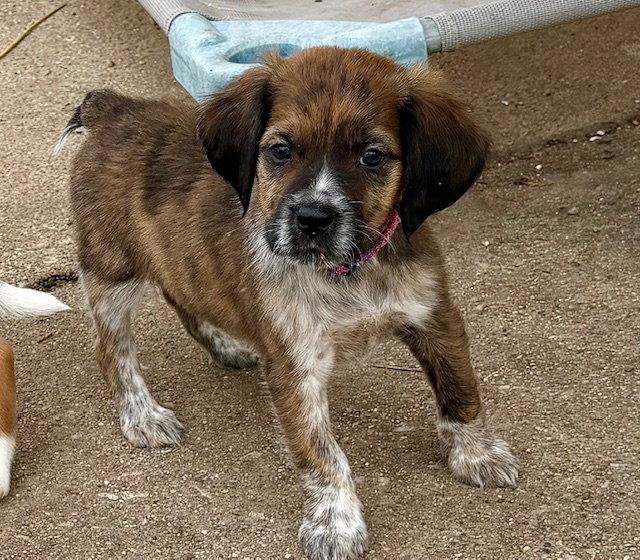 Enlarge Nash, a Adoptable mixed breed in Hillside, IL image 3/3