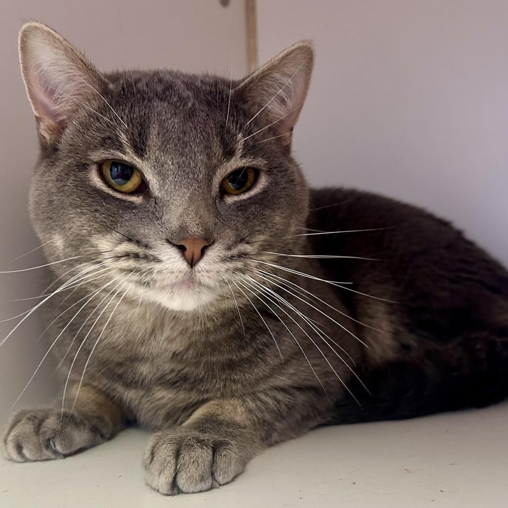 Rollie, Adoptable, Adult Male Domestic Short Hair.