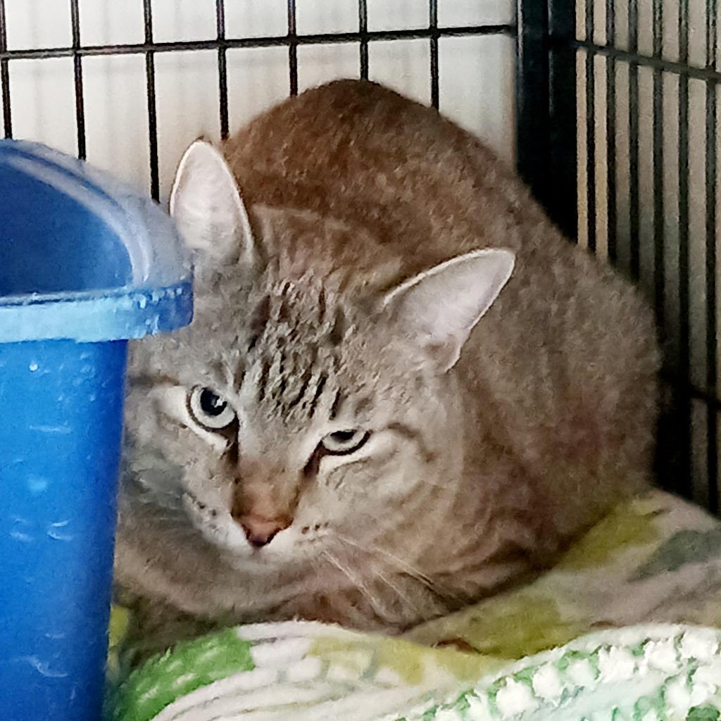 Enlarge Al, a Adoptable mixed breed in Bulverde, TX image 1/1