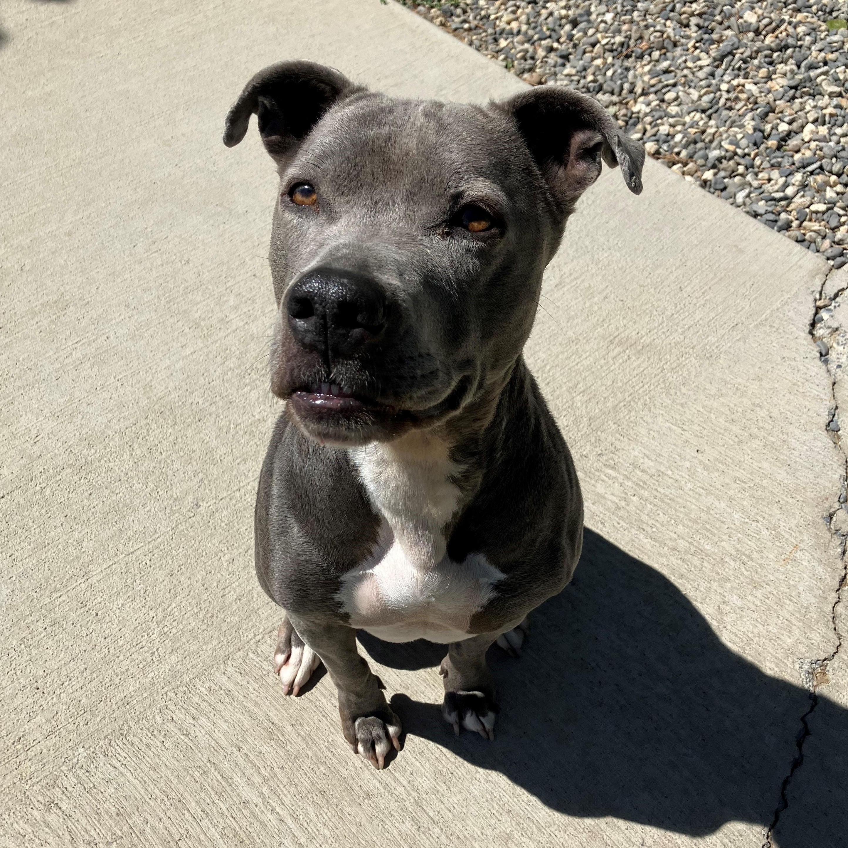 Matilda, a Adoptable mixed breed in Quincy, WA image 1/4
