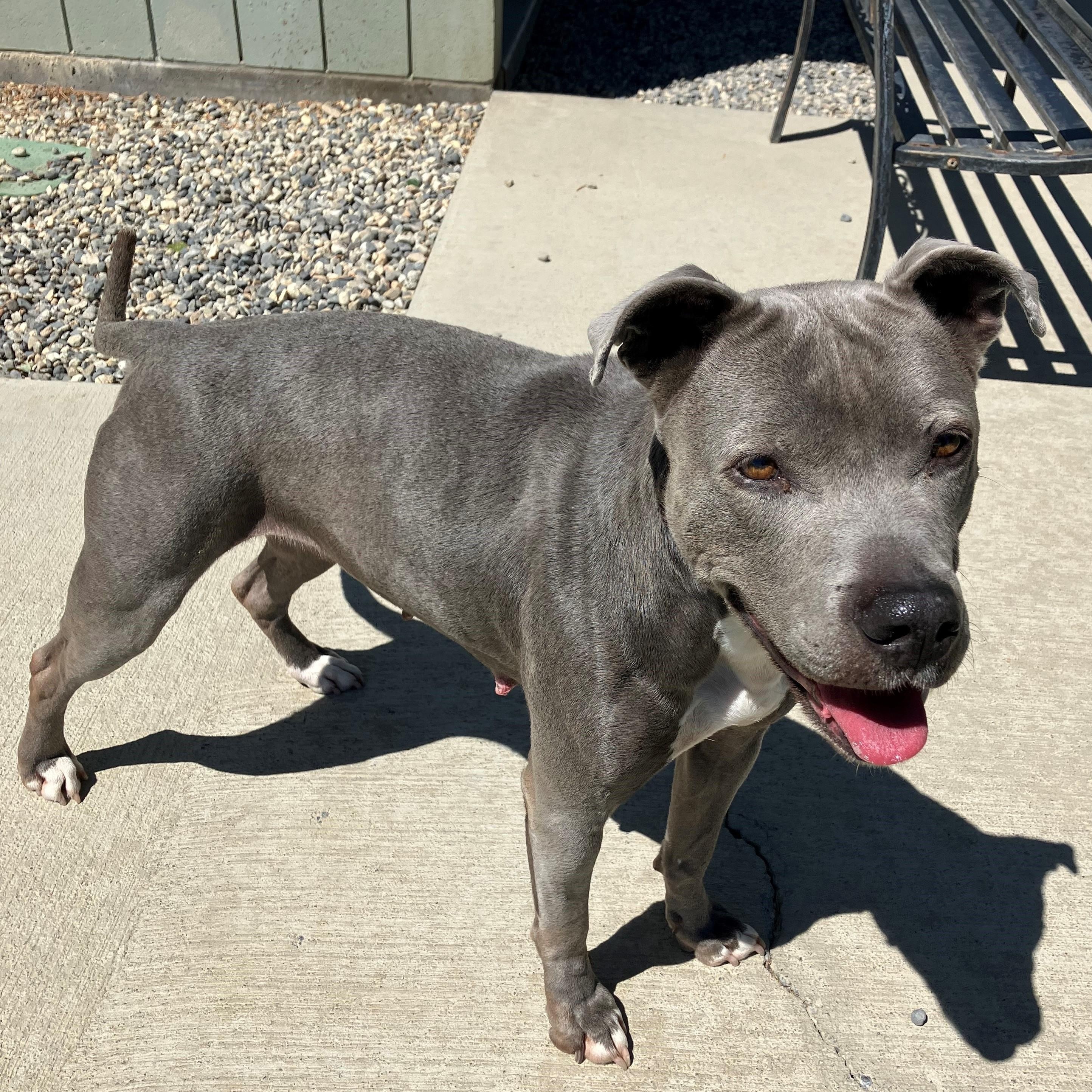 Matilda, a Adoptable mixed breed in Quincy, WA image 2/4