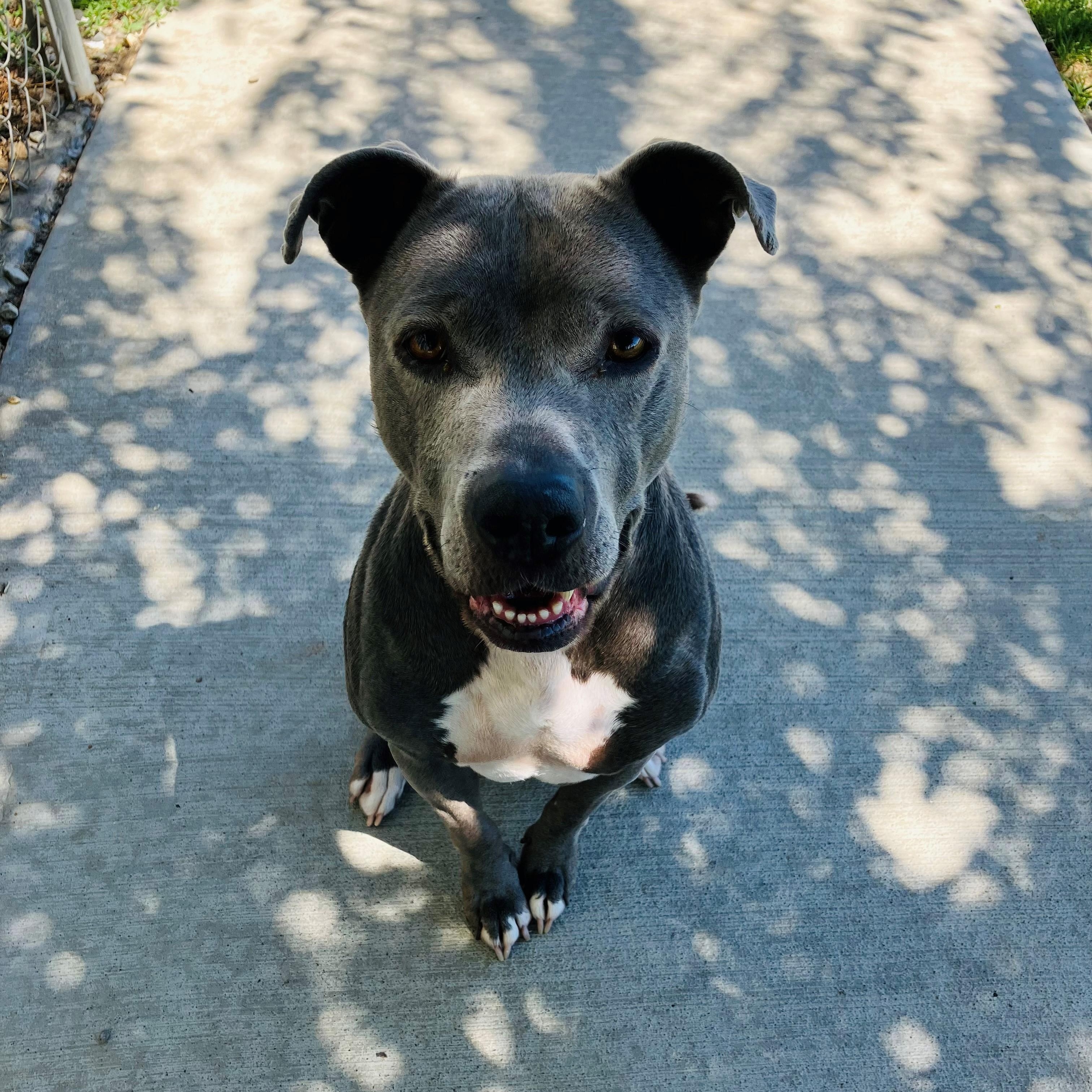 Matilda, a Adoptable mixed breed in Quincy, WA image 3/4