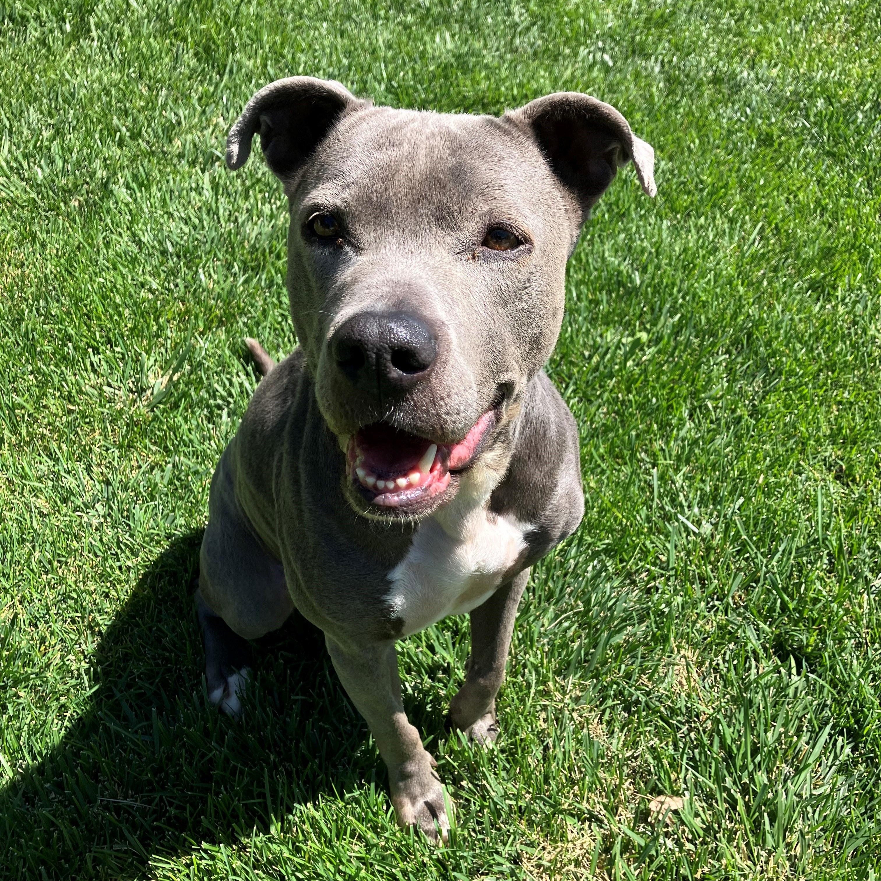 Matilda, Adoptable, Adult Female Pit Bull Terrier.