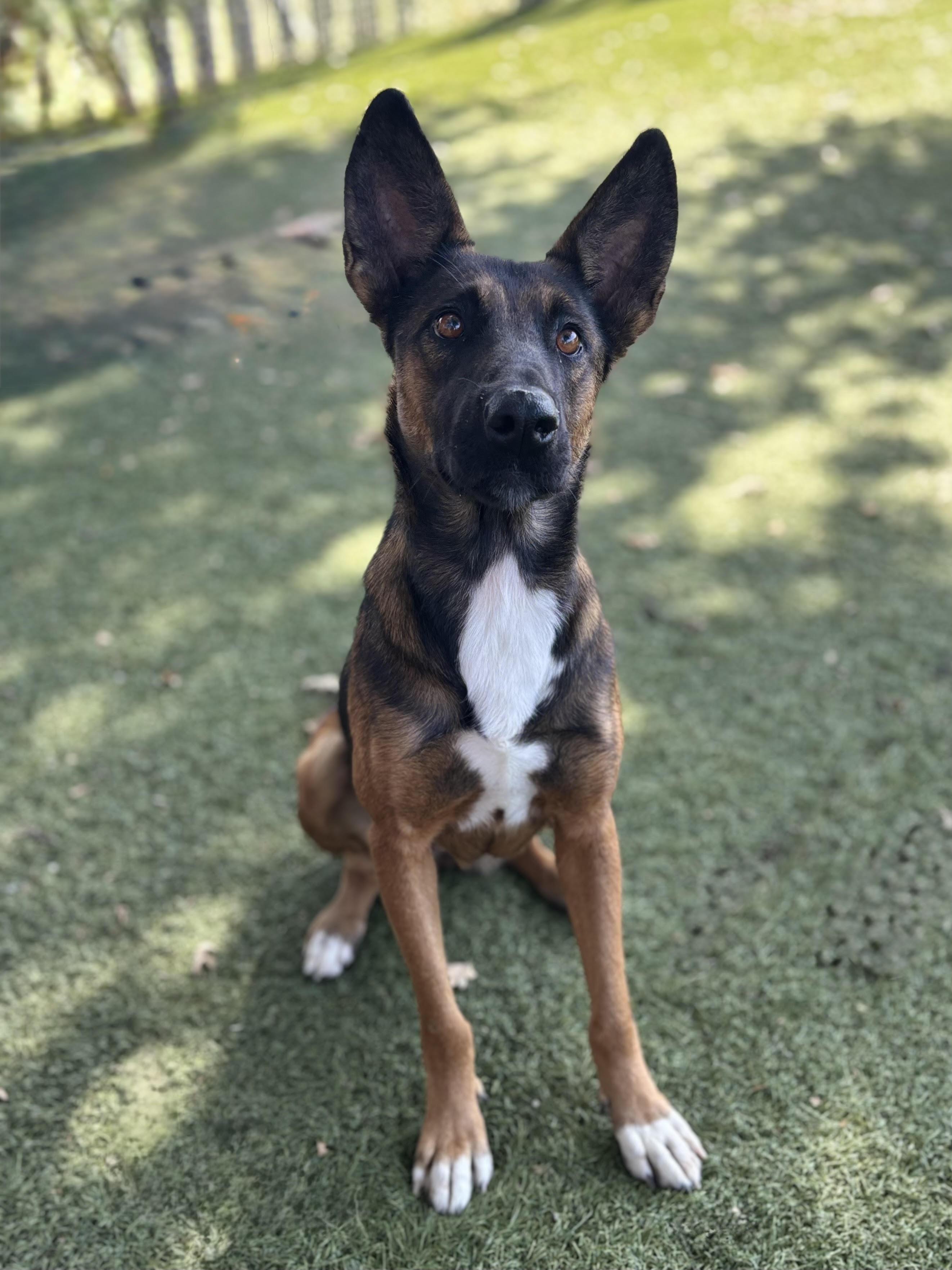 Rosa, Adoptable, Young Female Shepherd.