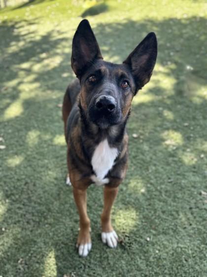 Enlarge Rosa, a Adoptable mixed breed in Red Bluff, CA image 2/5