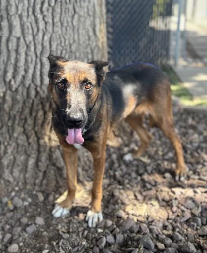Enlarge Rosa, a Adoptable mixed breed in Red Bluff, CA image 5/5
