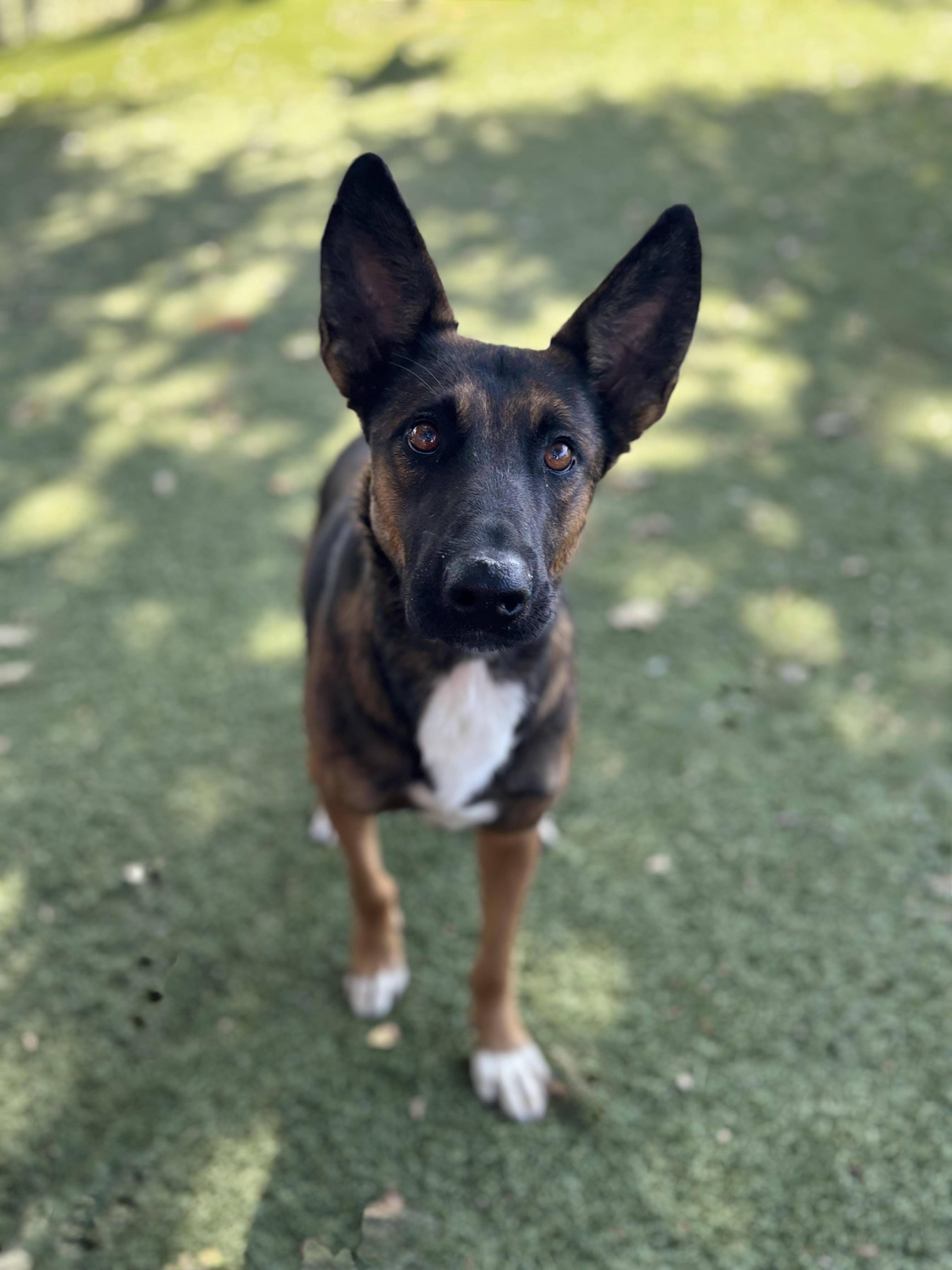 Enlarge Rosa, a Adoptable mixed breed in Red Bluff, CA image 4/5