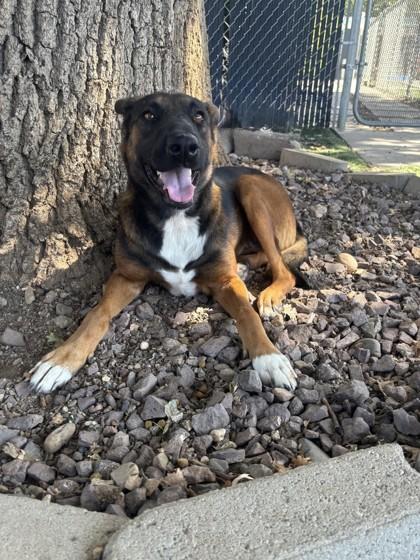 Enlarge Rosa, a Adoptable mixed breed in Red Bluff, CA image 3/5