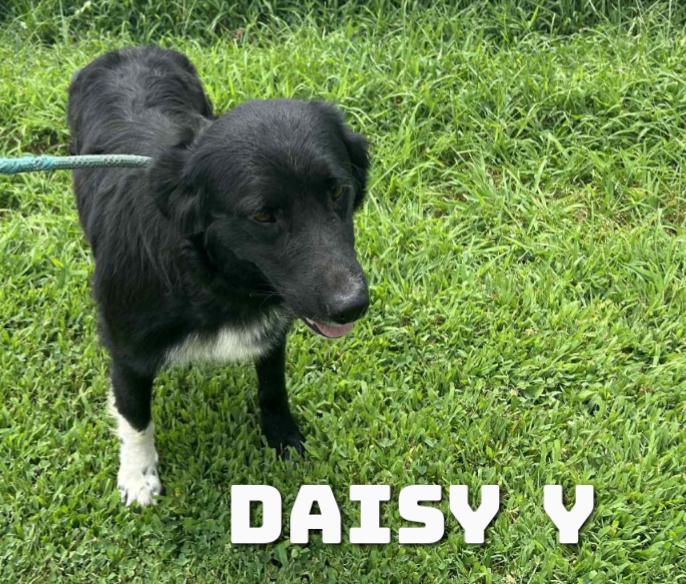 Daisy Y, a Adoptable mixed breed in Dyersburg, TN image 1/3