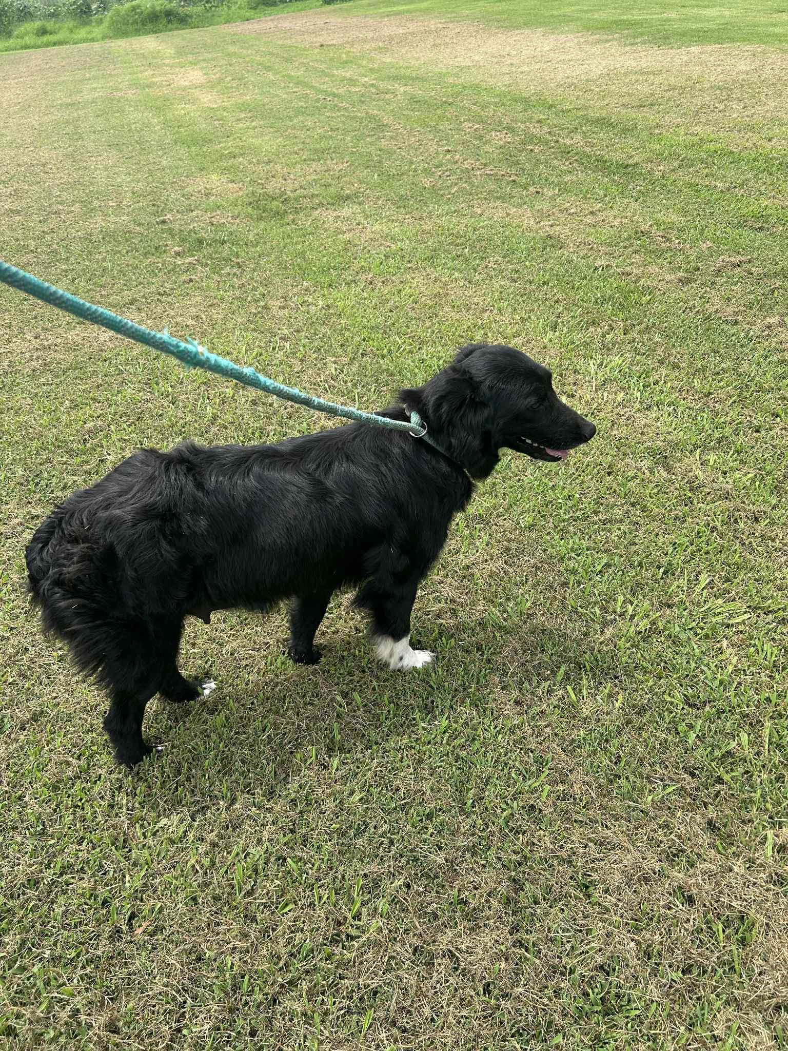 Daisy Y, a Adoptable mixed breed in Dyersburg, TN image 2/3