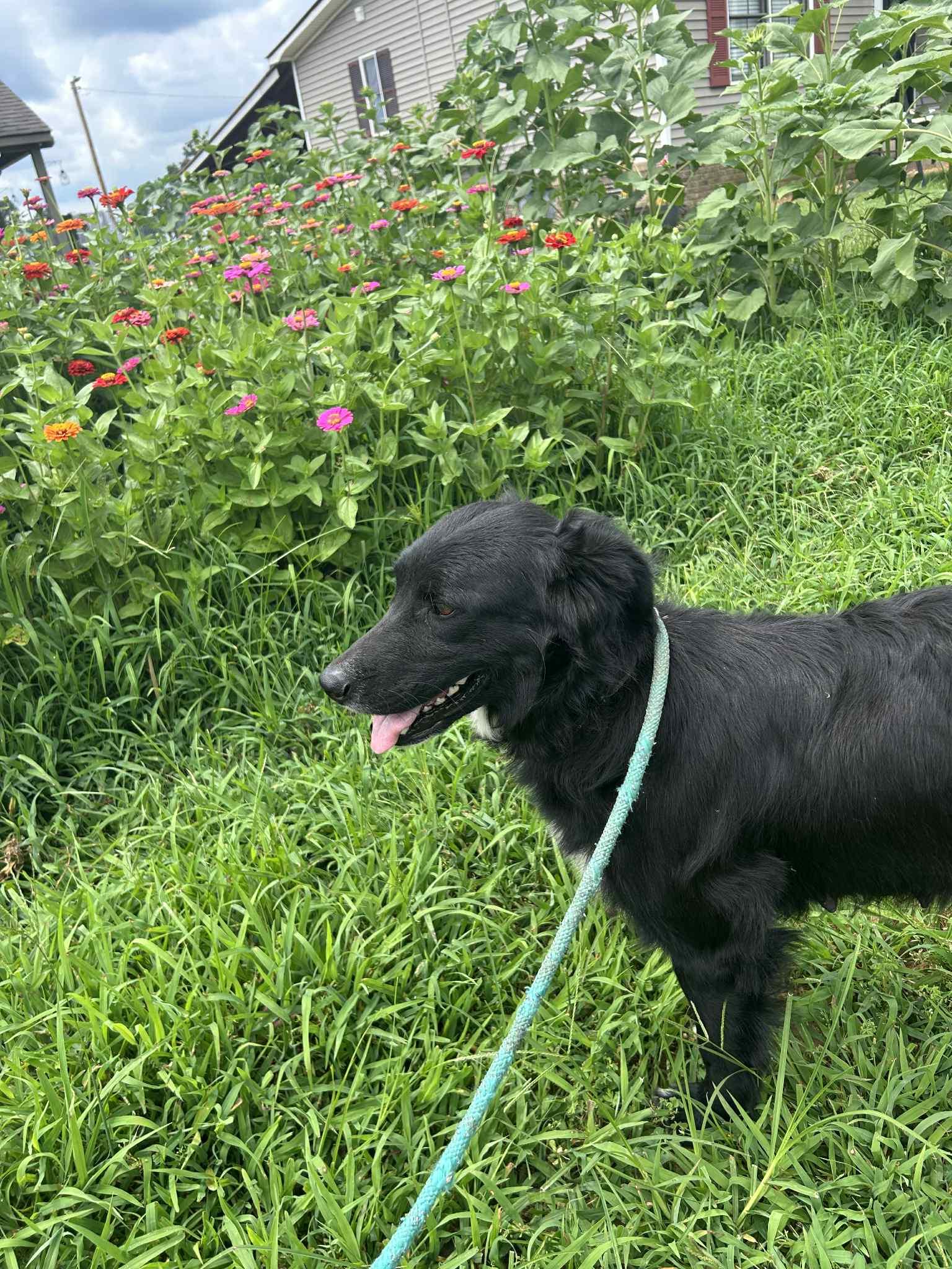 Daisy Y, a Adoptable mixed breed in Dyersburg, TN image 3/3