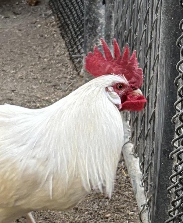 Leechi, a Adoptable mixed breed in Golden, CO image 1/2