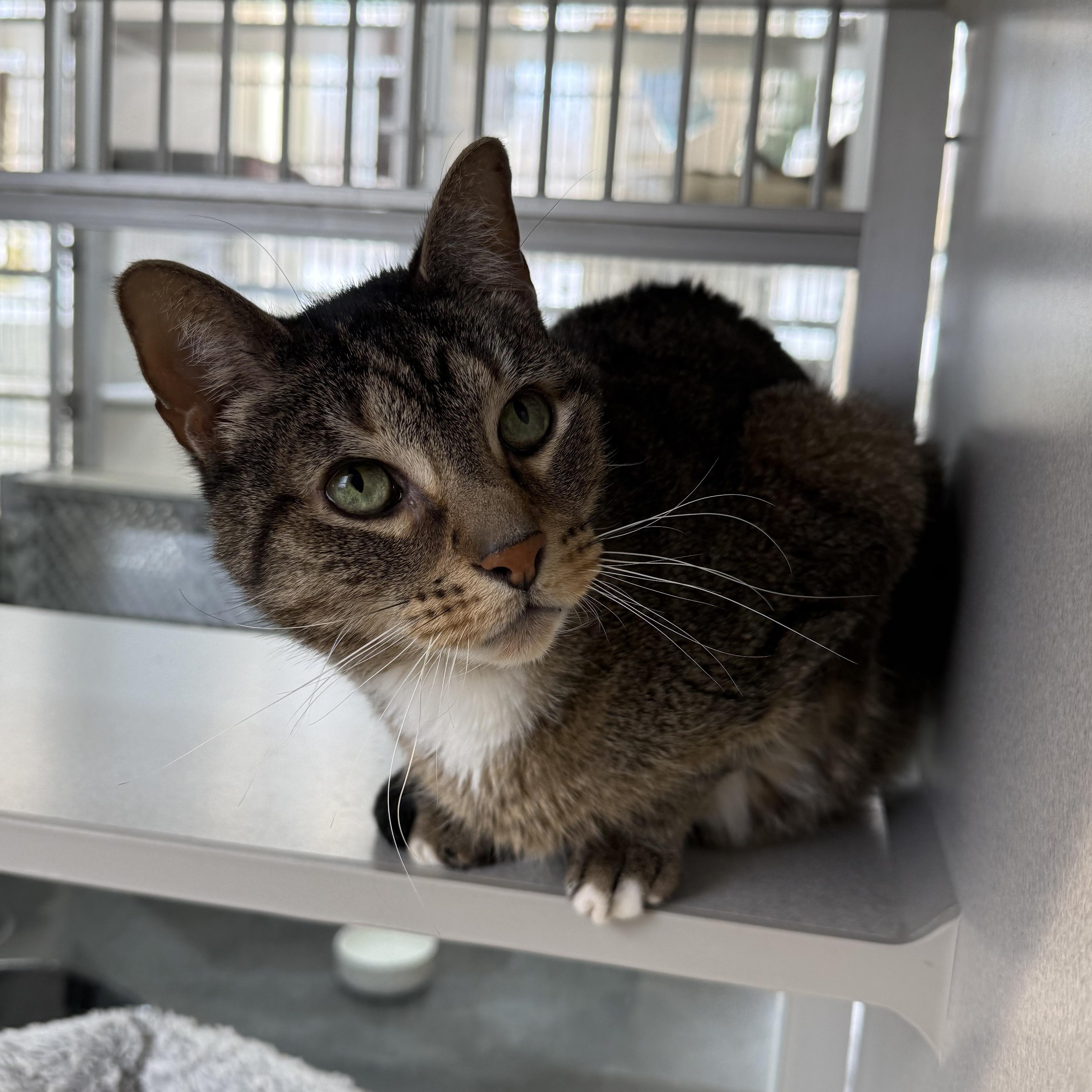 Enlarge Newman, a Adoptable mixed breed in West Milford, NJ image 6/6