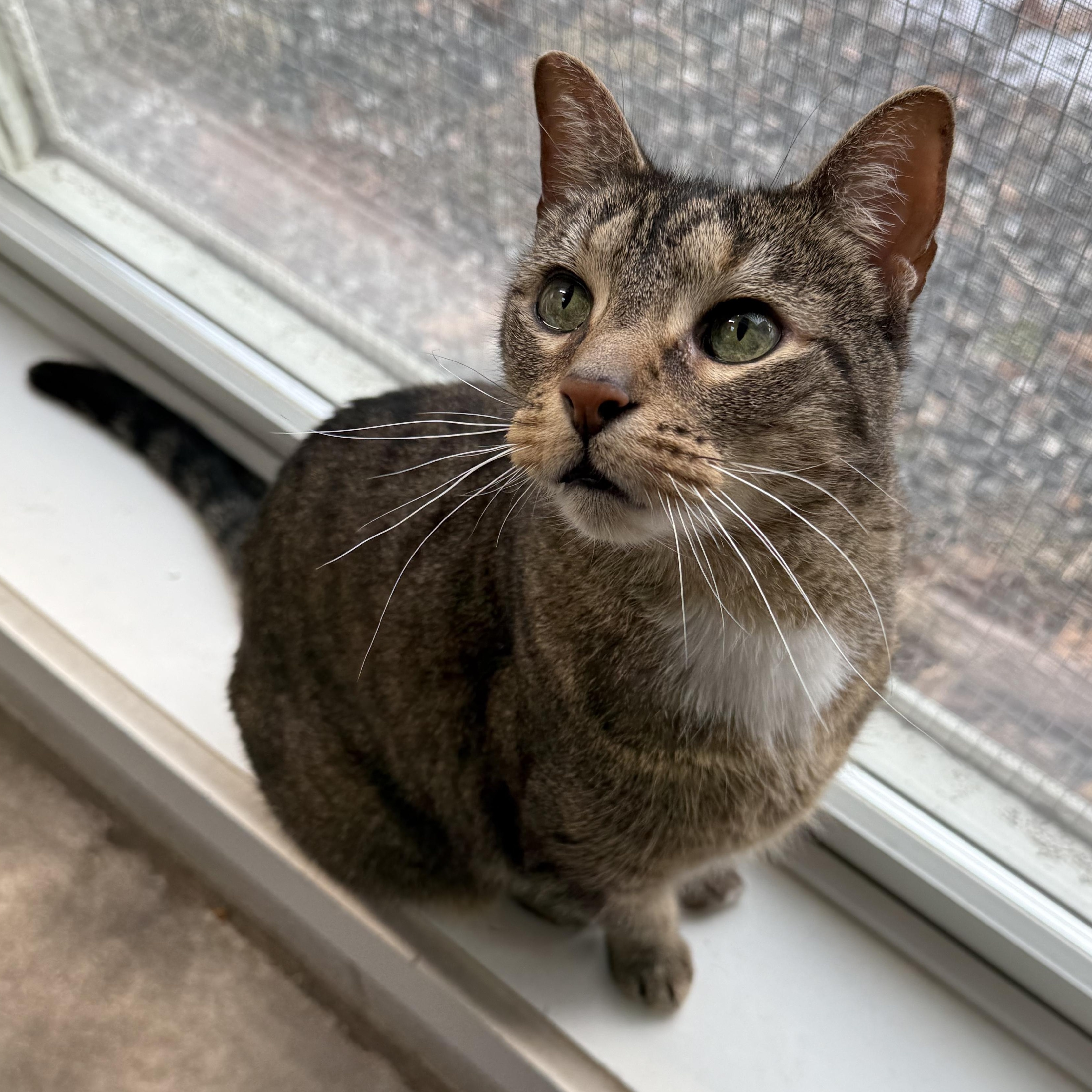 Enlarge Newman, a Adoptable mixed breed in West Milford, NJ image 2/6