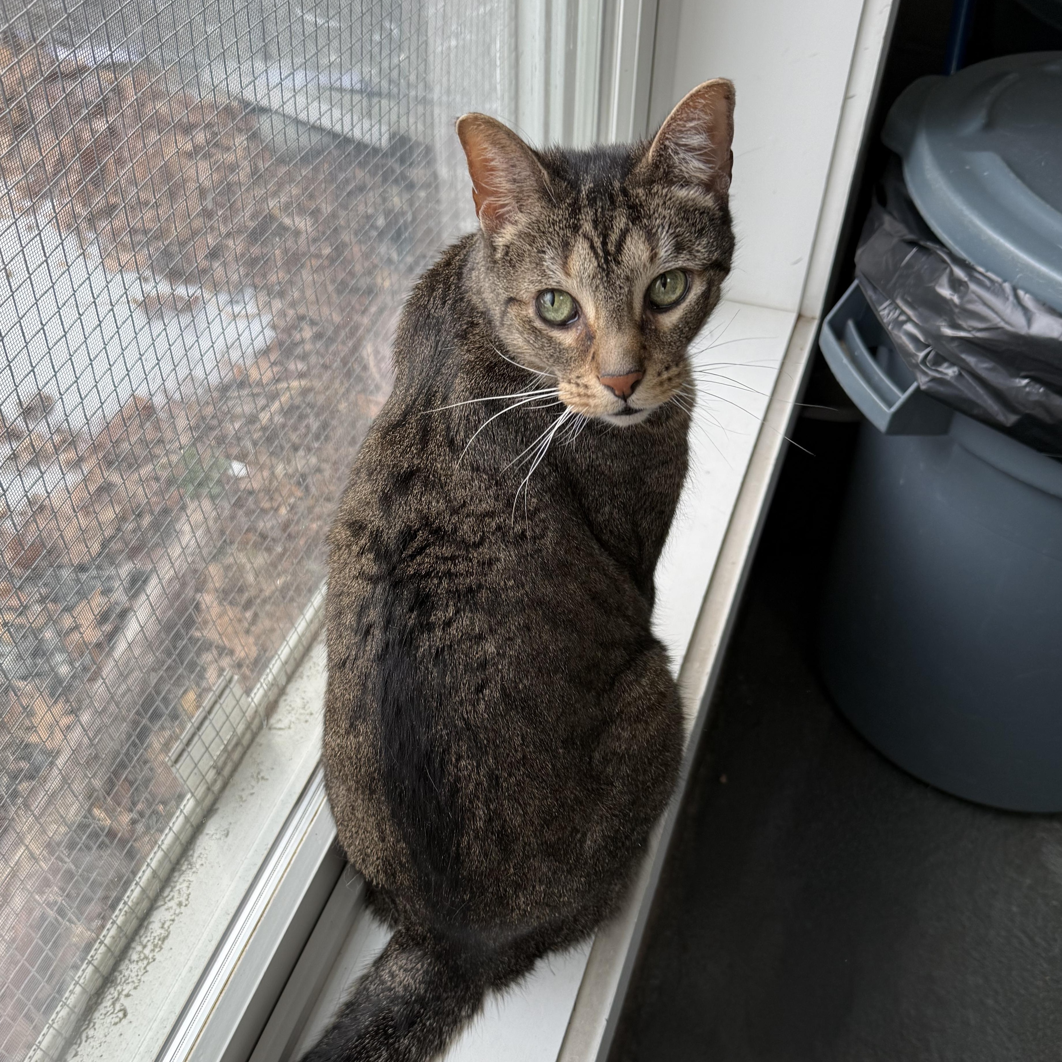 Enlarge Newman, a Adoptable mixed breed in West Milford, NJ image 4/6