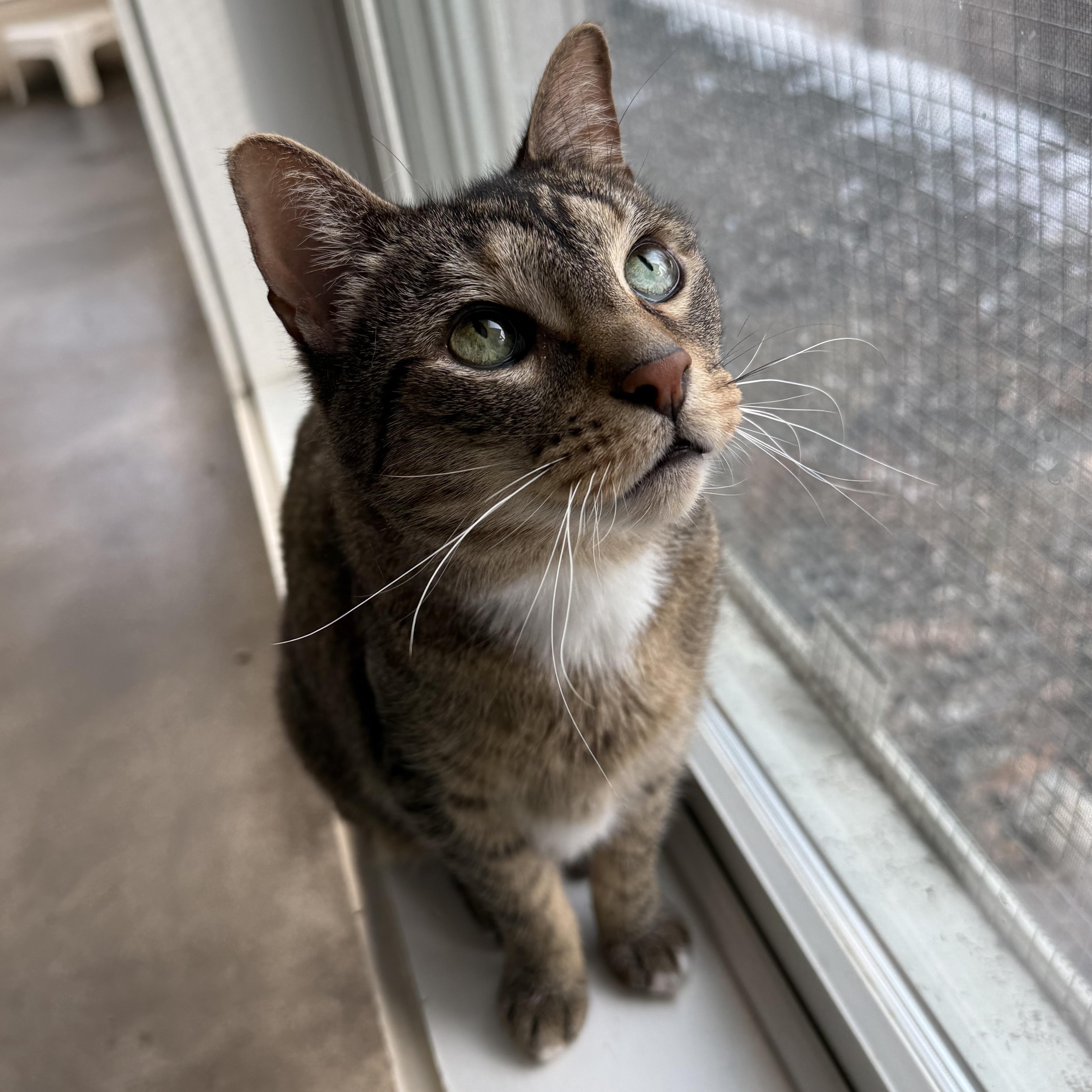 Enlarge Newman, a Adoptable mixed breed in West Milford, NJ image 6/6