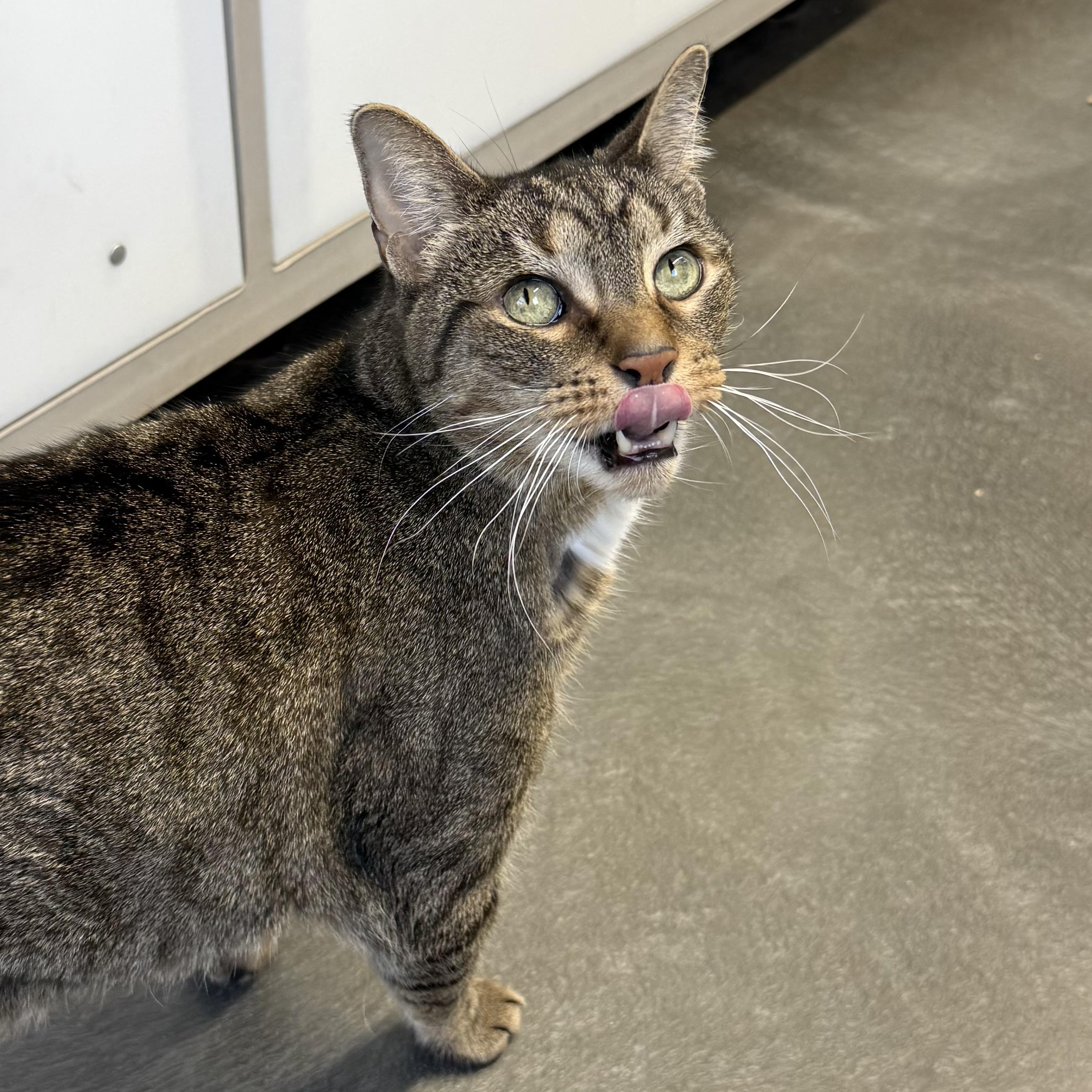 Enlarge Newman, a Adoptable mixed breed in West Milford, NJ image 3/6