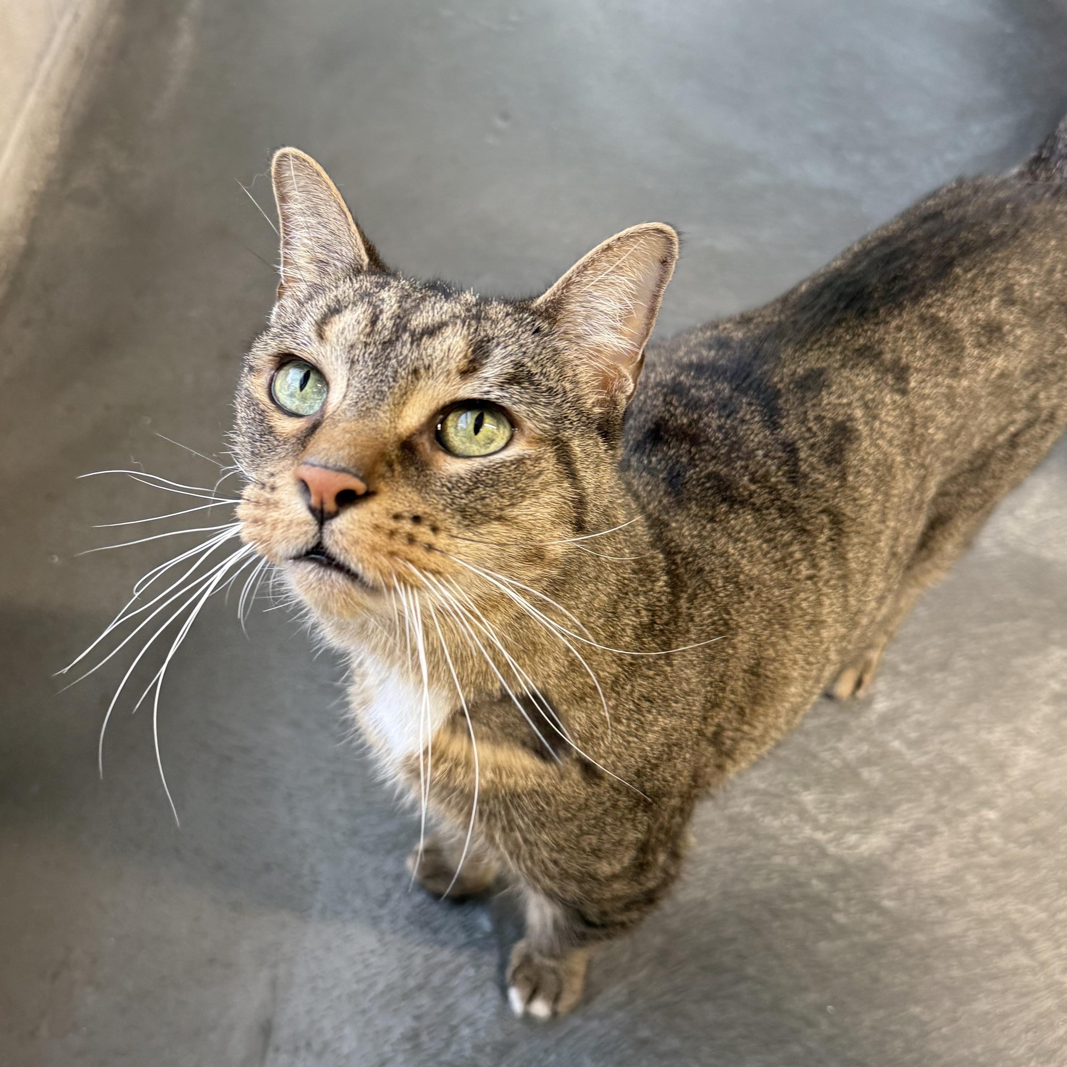 Enlarge Newman, a Adoptable mixed breed in West Milford, NJ image 5/6