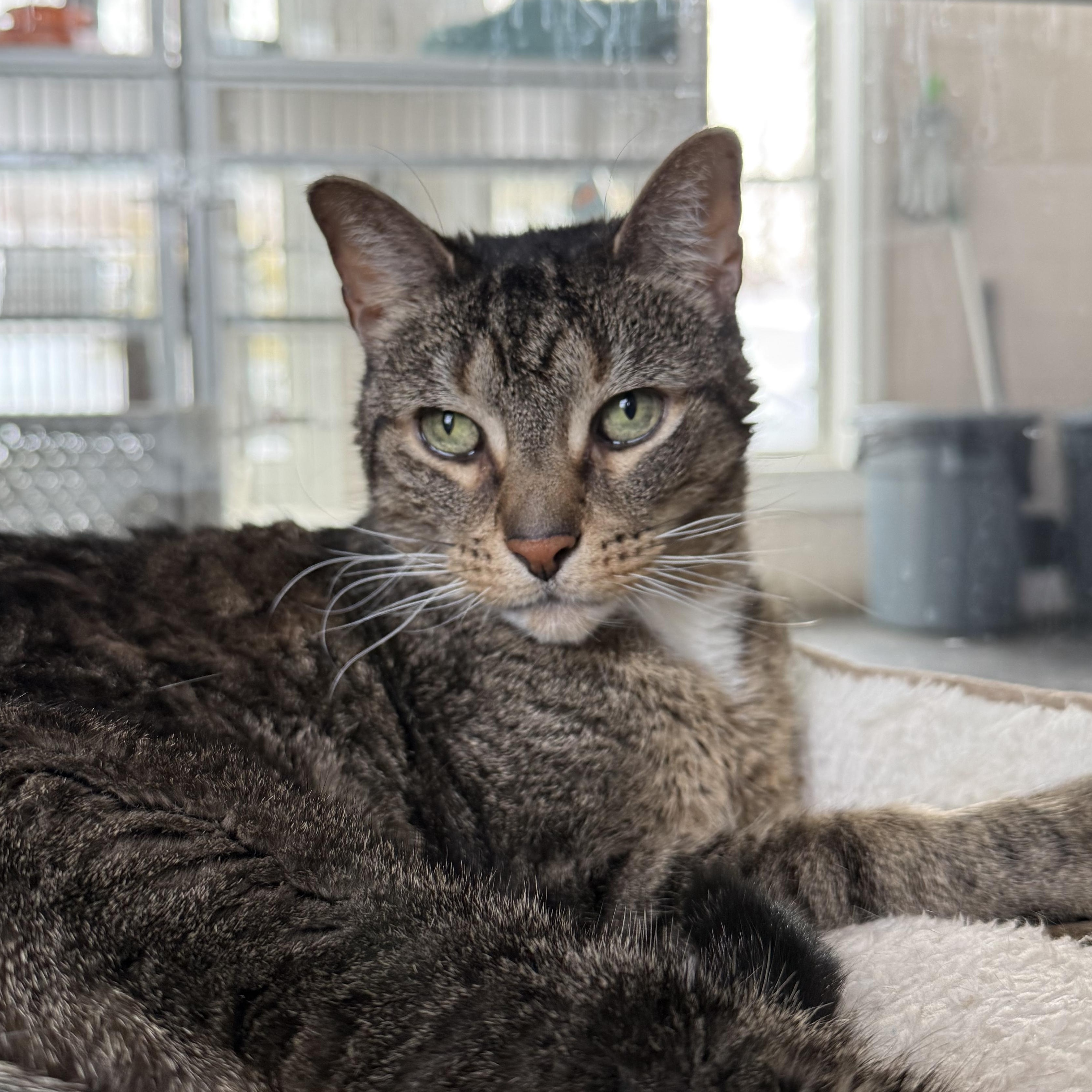 Enlarge Newman, a Adoptable mixed breed in West Milford, NJ image 1/6