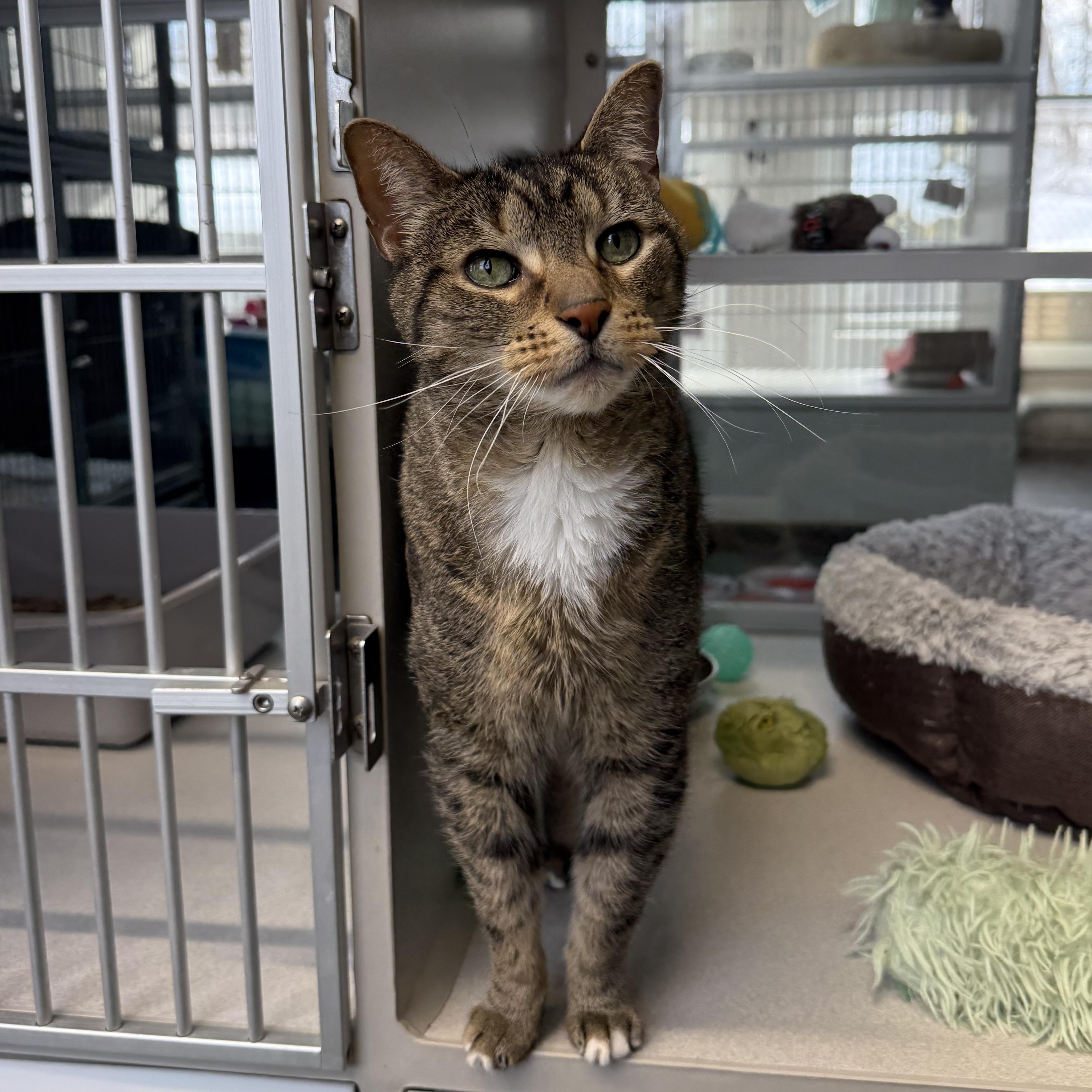 Enlarge Newman, a Adoptable mixed breed in West Milford, NJ image 2/6