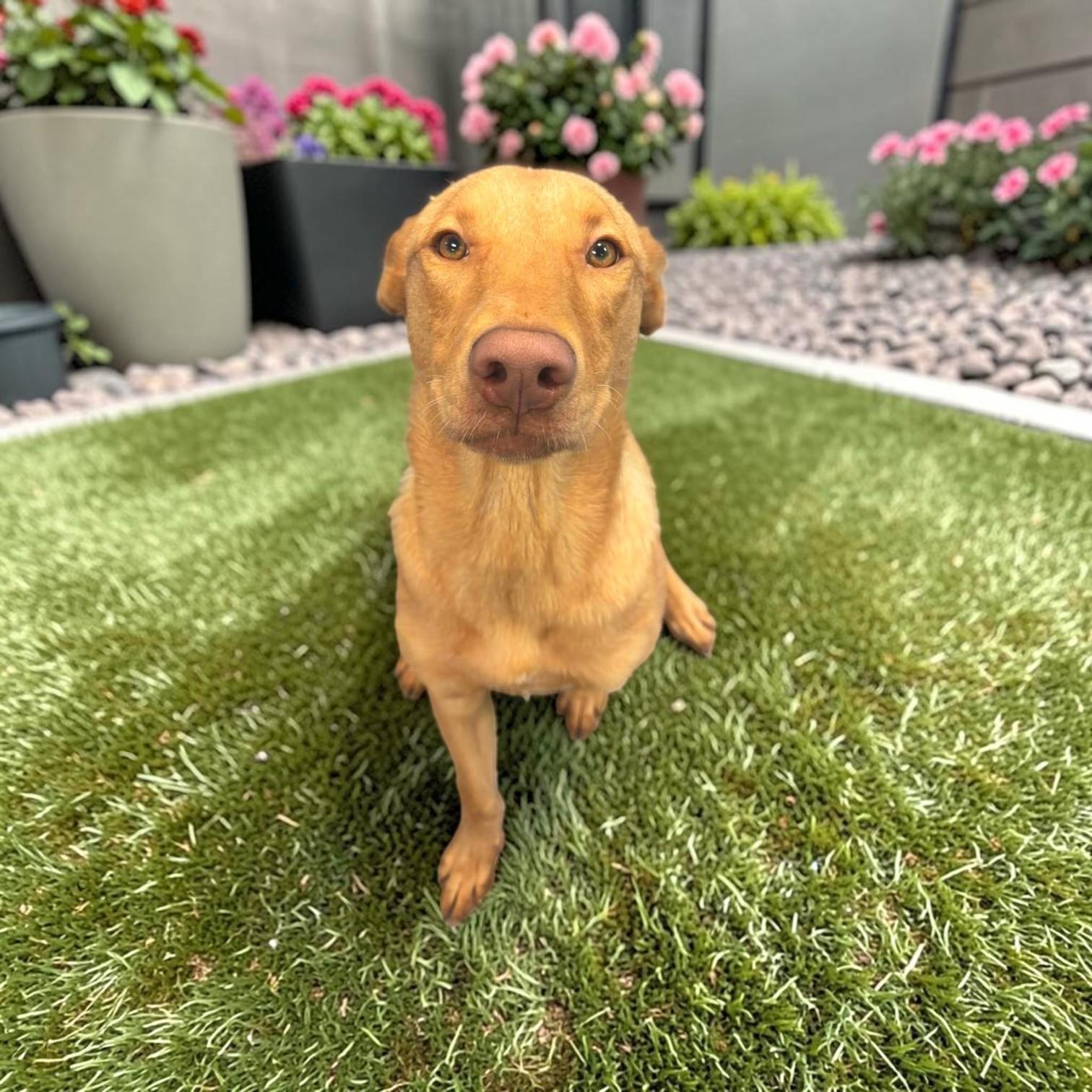 Enlarge Athena, an adopted mixed breed in Fort Worth, TX image 2/6