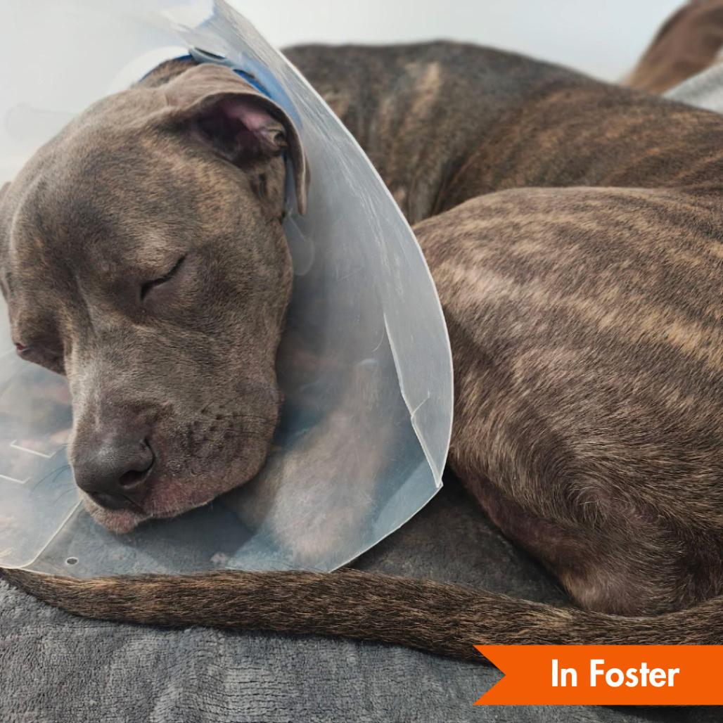 Theori, Adoptable, Young Female Pit Bull Terrier.