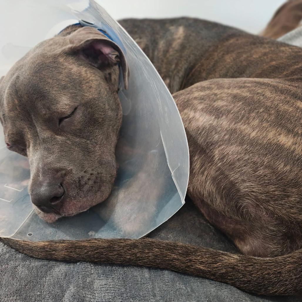 Theori, a Adoptable Pit Bull Terrier in Baltimore, MD image 1/3