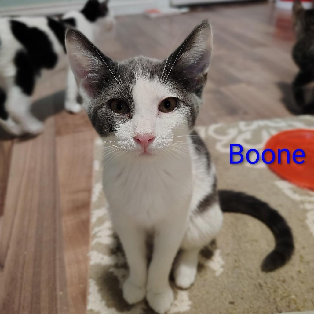 Enlarge Boone, a Adoptable Domestic Short Hair in Spokane, WA image 1/1