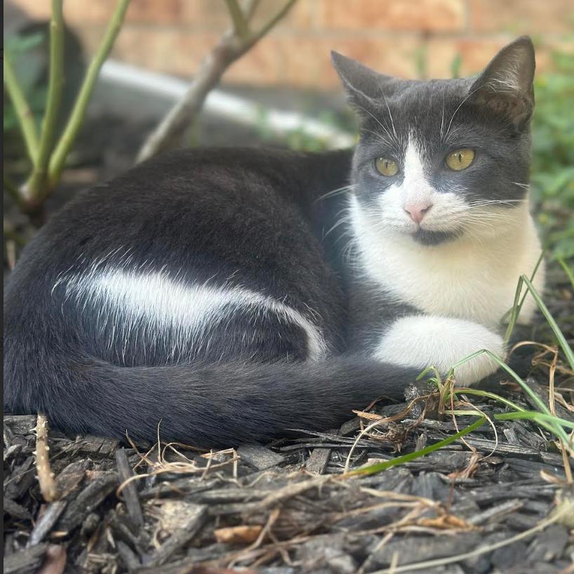 Enlarge Maribel, a Adoptable Domestic Short Hair in League City, TX image 1/1